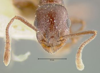 Media type: image; Entomology 21028   Aspect: head frontal view